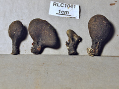 Xylaria schweinitzii