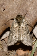 Abrostola tripartita
