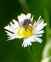 Nomada articulata