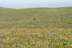 Bulbinella rossii