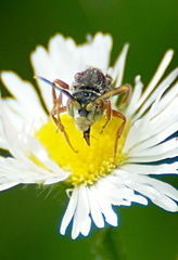 Nomada articulata