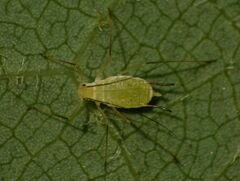 Illinoia liriodendri