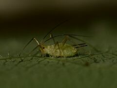 Illinoia liriodendri