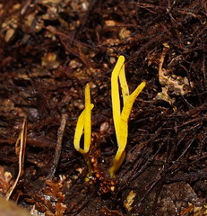 Clavulinopsis amoena image