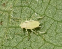 Illinoia liriodendri