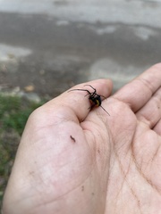 Leucauge funebris
