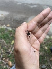 Leucauge funebris