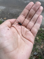 Leucauge funebris