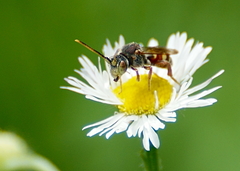 Nomada articulata