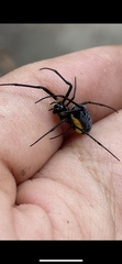Leucauge funebris