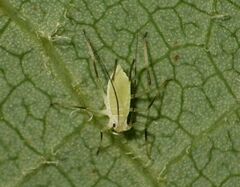 Illinoia liriodendri