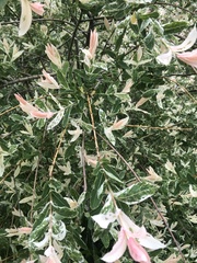 Salix integra