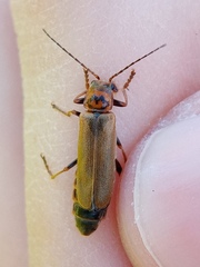 Cantharis figurata
