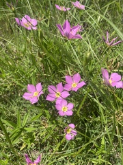 Sabatia campestris