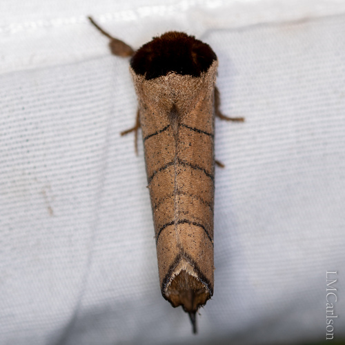 Angus' Datana Moth photo 2