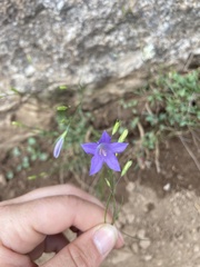 Campanula parryi