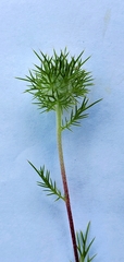 Navarretia intertexta
