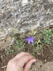 Campanula parryi