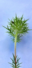 Navarretia intertexta