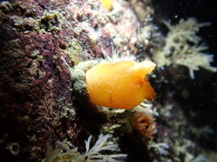 Halocynthia aurantium