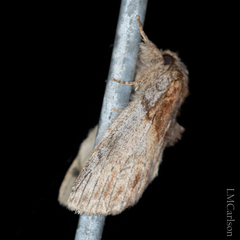 Peridea basitriens