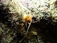 Balanophyllia elegans