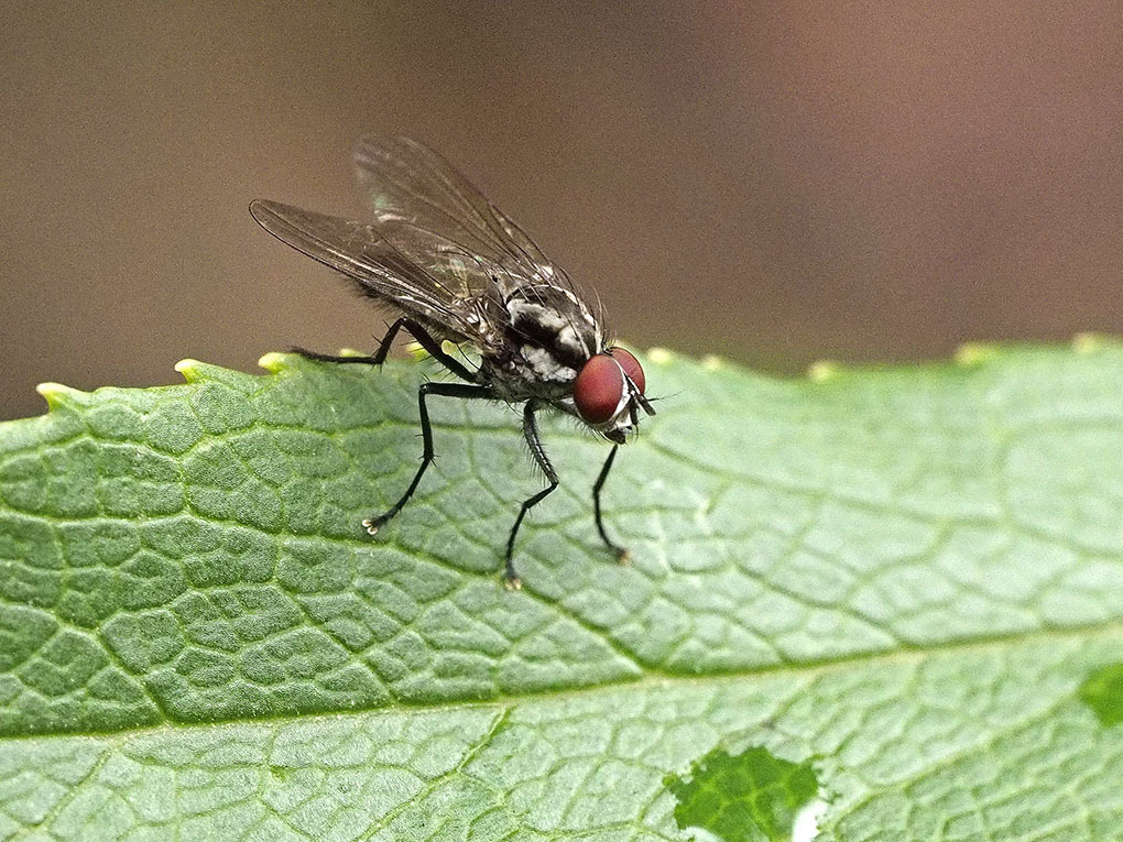 Hylemya latevittata