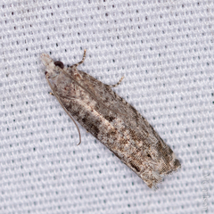 Retinia gemistrigulana