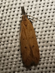 Dichomeris acuminatus