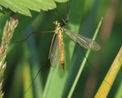 Nephrotoma flavescens