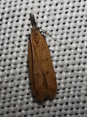 Dichomeris acuminatus