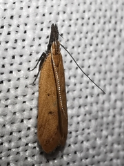 Dichomeris acuminatus