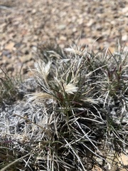 Blepharidachne kingii