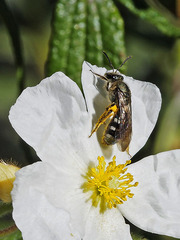 Lasioglossum chalcodes