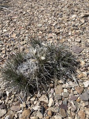 Blepharidachne kingii