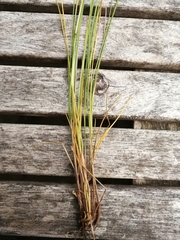 Festuca nigrescens