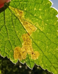 Amauromyza morionella