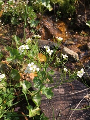 Cardamine asarifolia
