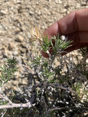 Hecastocleis shockleyi