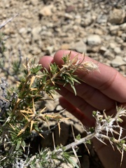 Hecastocleis shockleyi