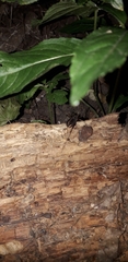 Zachaeus crista