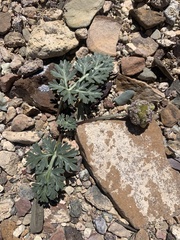 Cymopterus globosus