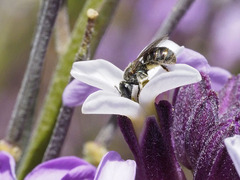 Lasioglossum collopiense