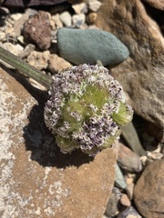 Cymopterus globosus