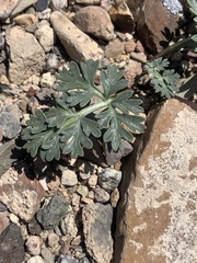Cymopterus globosus