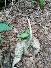 Ibervillea hypoleuca
