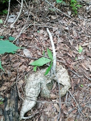 Ibervillea hypoleuca