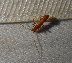 Axinopalpis gracilis