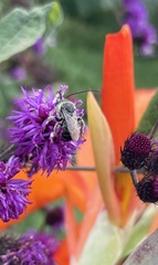 Melissodes denticulatus