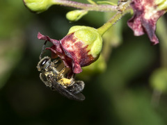 Lasioglossum collopiense
